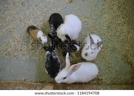 cute young rabbits in zoo