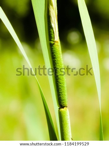 Close up of typha plant. Nature od Tuchola Forest and Kashubian region in Poland. Copy space, nature background.