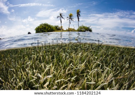 A shallow seagrass meadow surrounds a tropical island on the Mesoamerican barrier reef off the coast of Belize. This part of the Caribbean Sea harbors hundreds of fish species and dozens of corals.  Royalty-Free Stock Photo #1184202124