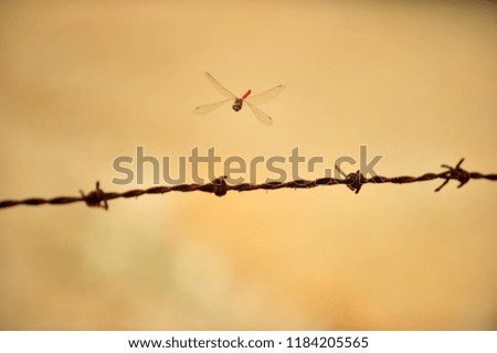 A dragonfly on the rusty wire entanglements