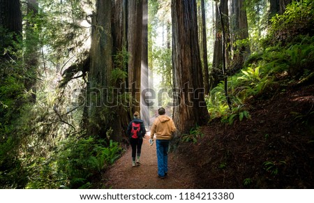 REDWOOD FOREST, CALIFORNIA/USA - DECEMBER 3, 2017: Male and Female hiker walking through giant redwood forest. Royalty-Free Stock Photo #1184213380