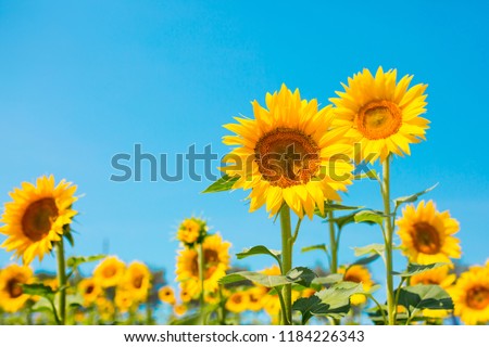 Sunflower seeds. Sunflower field, growing sunflower oil beautiful landscape of yellow flowers of sunflowers against the blue sky, copy space Agriculture Royalty-Free Stock Photo #1184226343