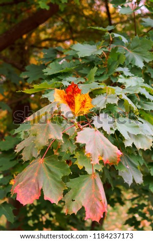 leaves yellow and red autumn, yellowed maple leaves