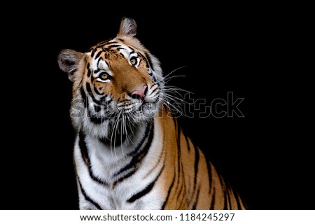 Cute female Bengal tiger in black background