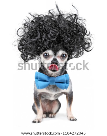 cute chihuahua in a black afro wig and blue bow tie licking his nose on an isolated white background