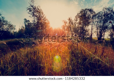 The ears of the feather grass in the rising rays of the autumn sun