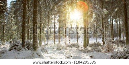 Sunset in winter forest. Winter nature background.