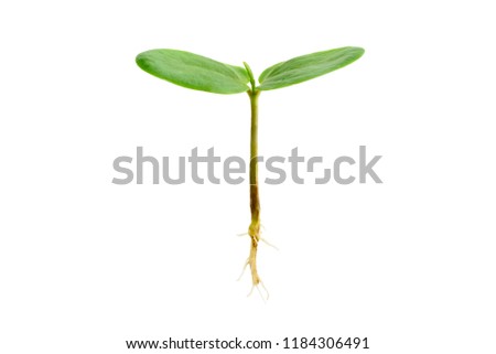 Young green plant / growing sprout white isolated, natural germination process, produce new leaves or buds. Used for graphic edit / photo montage and symbolic of a new life or new business development