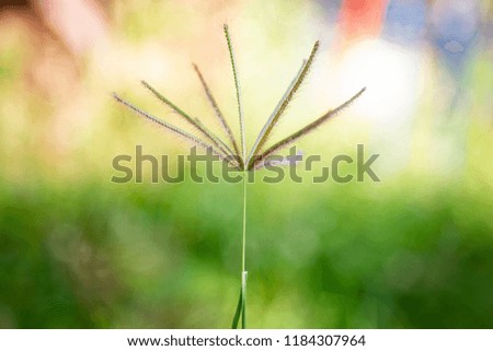 nature concept : Grass flower On the field blurred background.