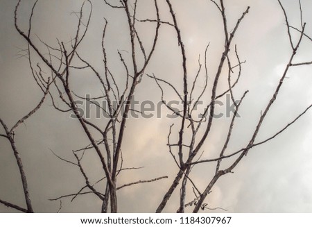 The branches of a dead tree in the rainy season.