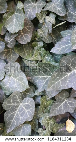 Green colored ivy leaves.