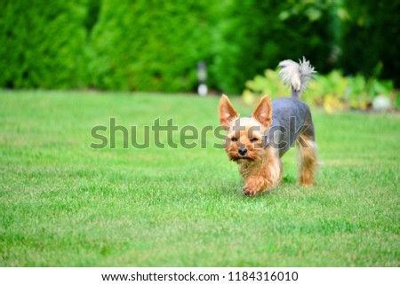Beautiful Yorkshire Terrier Dog 