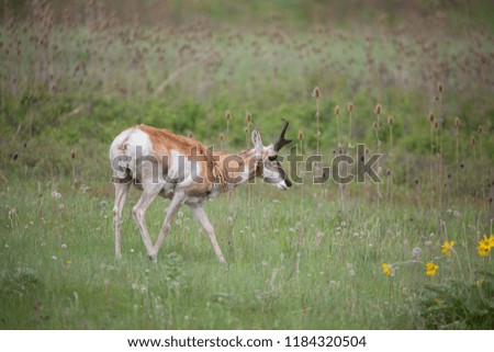 Antelope walking in green field, national park.