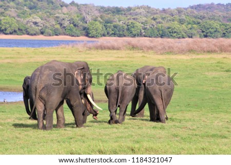 Elephants at Minneriya National Park in Sri lanka