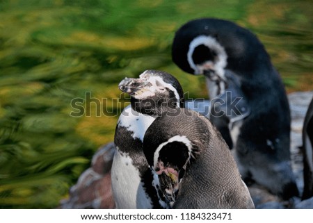 The Humboldt penguin (Spheniscus humboldti) In Zoological Garden. Beautiful Horizontal Green And Black Background.