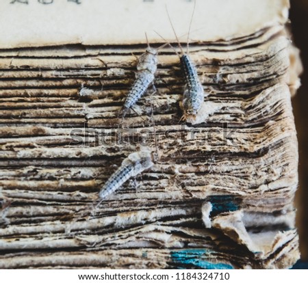Silverfish three pieces on the torn cover of an old book. Insect feeding on paper - silverfish. Pest books and newspapers.