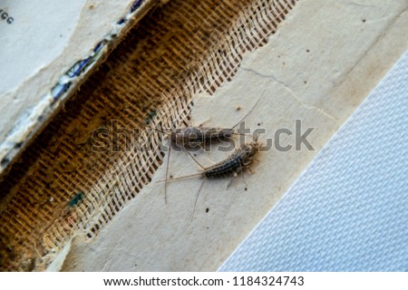 silverfish thermobia near the binding of an old book. Insect feeding on paper - silverfish, lepisma. Pest books and newspapers.