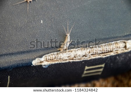 lepisma on the tattered cover of an old book. Insect feeding on paper - silverfish, lepisma. Pest books and newspapers.