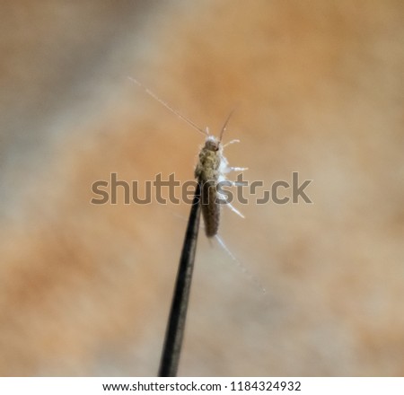 Insect feeding on paper - silverfish. Pest books and newspapers. Silverfish on a needle.