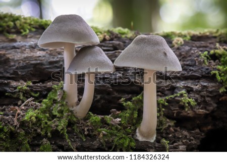 Gray mushroom called Willow Shield Fungus ( Pluteus salicinus)