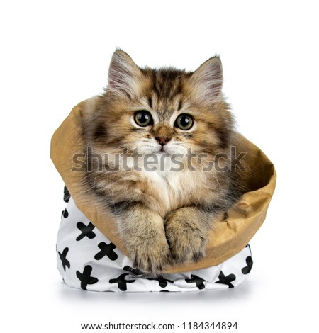 Fluffy British Longhair kitten sitting in paper bag with both paws hanging over edge, looking towards camera, isolated on white background
