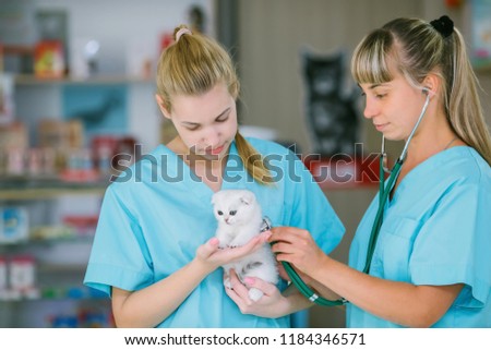 Vet clinic. The vet examines the pet. Inspection of the kitten in the veterinary clinic. A doctor and a nurse in a veterinary clinic inspect a pet. Stethoscope.