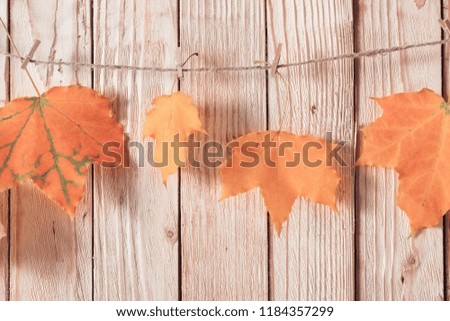 colour autumn leaves on wooden background