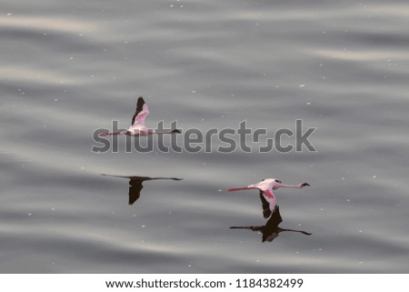 Flamingos are flying above water. It is a good picture of wildlife. Photo was taken on short distance and with excellent light.