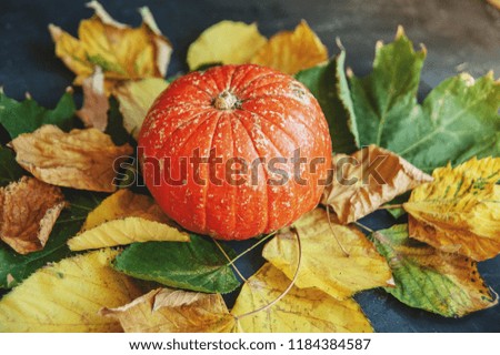 Close-up of pumpkin on leaves on dark background, space for text. Halloween