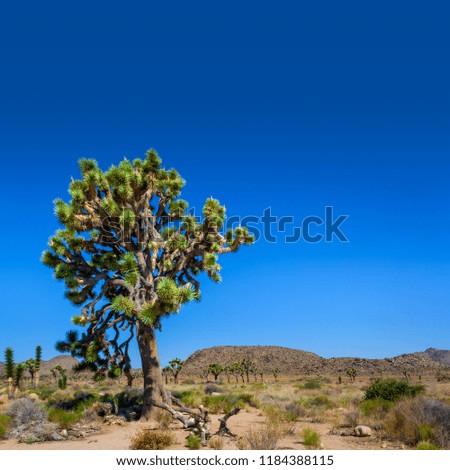 Joshua Tree with mountain in the background at Joshua Tree National Park, California