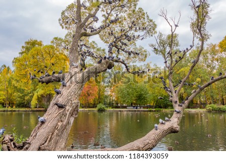 A beautiful old fantastic branchy willow tree with green and yellow leaves and a group of pigeons birds in a park in autumn against the blue sky background and a pond with ducks