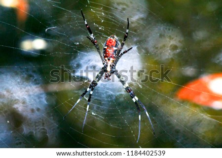 Spider on net in Australia
