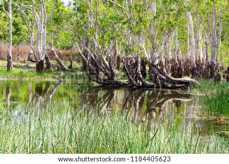 Forest in Kakadu National Park