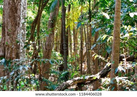 Rainforest in Australia