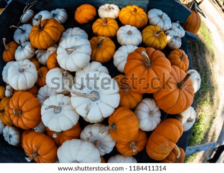 Pumpkins, white, multi-colored, unique patterns, mini, bumpy, for fall holiday decorations and jack-o-lanterns