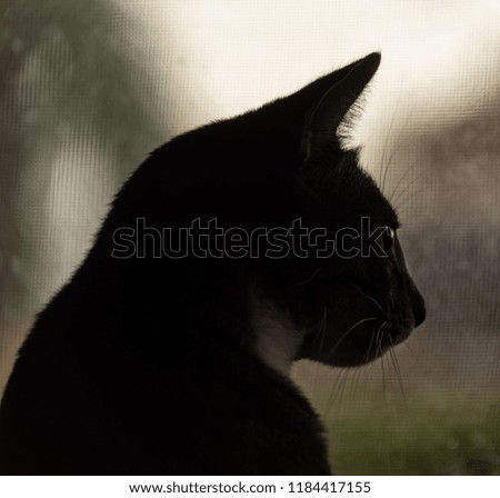 Cat Silhouette Nest To Window