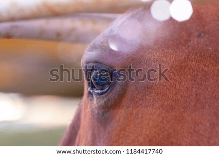 Brown Horse Eye Closeup