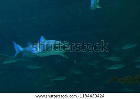Shark in Aquarium 