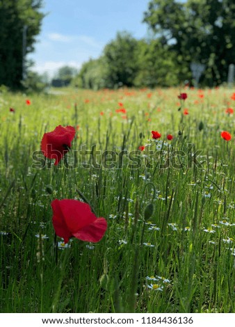 Poppy field summer