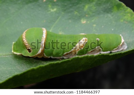 Caterpillar Tiger Swallowtail Timur Papilio glaucus