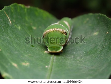 Caterpillar Tiger Swallowtail Timur Papilio glaucus