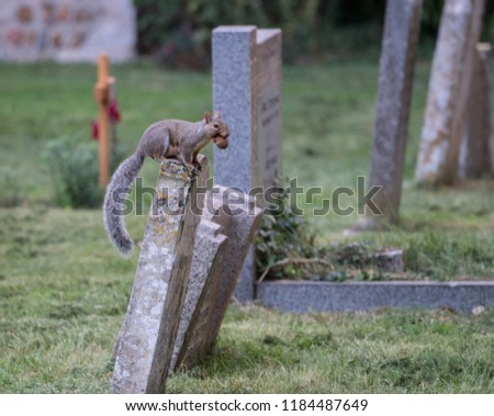 Squirrel with good sitting on a grave stone