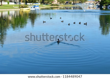 fast swimming duck in a lake