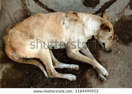 Stray dog on ground, top view. Rescue and shelters for homeless animals. Made boarding home for dogs. Concept: we are responsible for animals, compassion, humanity Royalty-Free Stock Photo #1184490952