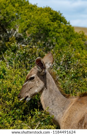 Kudu standing and eating on a branch in the field