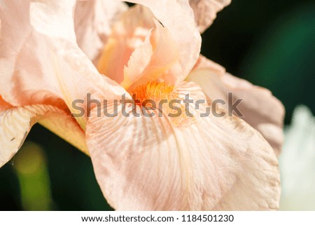 Beautiful multicolored iris flower bloom in the garden. Close up, fragility and summer concept.