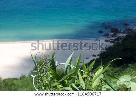 A macro shot of a green plant with a sandy beach, rocks and sea 