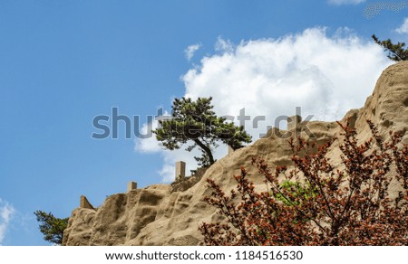 a pine tree on a cliff with blue sky and white clouds