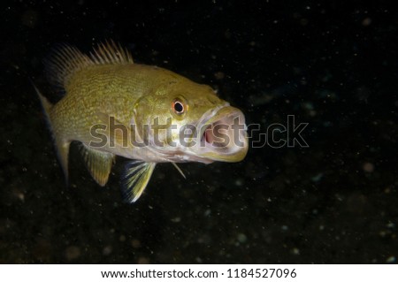 Smallmouth Bass underwater in the St. Lawrence River Royalty-Free Stock Photo #1184527096
