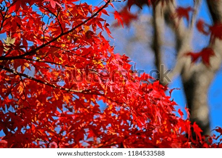 Red leaf, Autumn season leaf in Japan